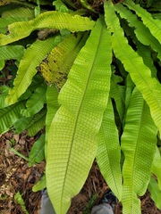 Microsorum musifolium