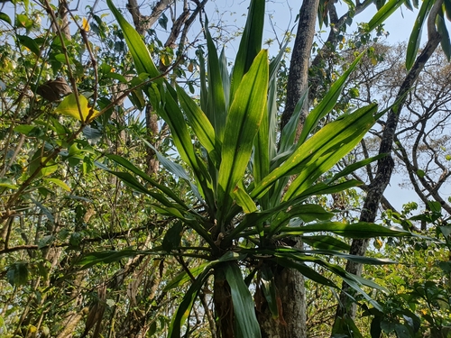 Northern Largeleaf Dragon Tree