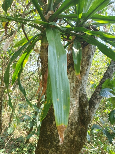 Dracaena steudneri image