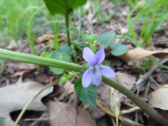 Viola canina