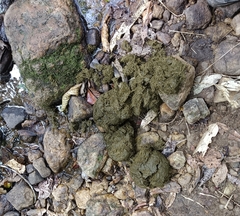 Elephas maximus indicus