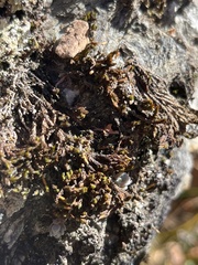 Hedwigia ciliata