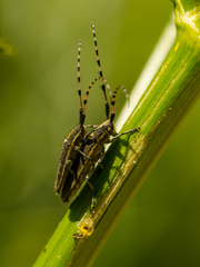 Agapanthia suturalis