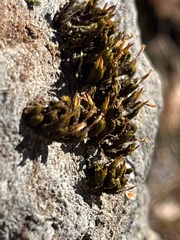 Hedwigia ciliata