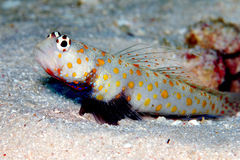 Amblyeleotris guttata