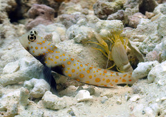 Amblyeleotris guttata