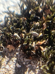 Hedwigia ciliata