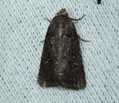 Caradrina germainii