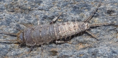 Ctenolepisma ciliatum