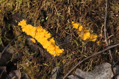 Calycina confluens