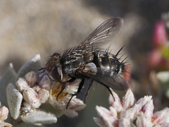 Gonia umbripennis