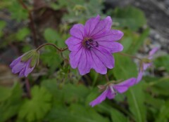 Geranium brutium