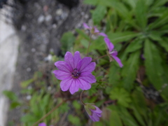 Geranium brutium