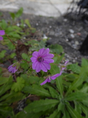 Geranium brutium