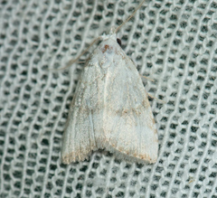 Meganola albula