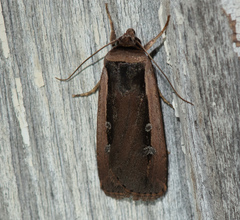 Ochropleura leucogaster