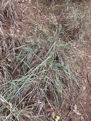 Andropogon cretaceus