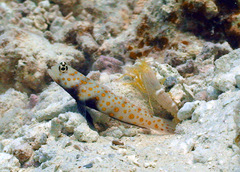 Amblyeleotris guttata