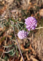 Scabiosa triandra