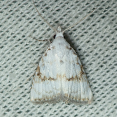 Meganola albula