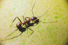 Camponotus nicobarensis