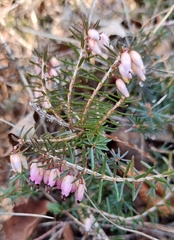 Erica carnea