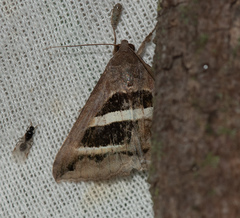 Grammodes bifasciata