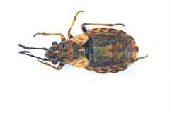 Nithecus jacobaeae