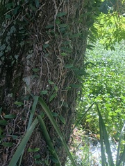 Microgramma mortoniana