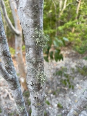 Ramalina stenospora