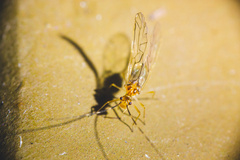 Stenopsocus