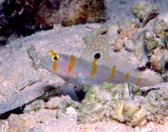 Amblyeleotris randalli