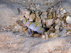 Amblyeleotris randalli