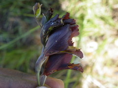 Gladiolus woodii