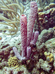 Porites astreoides