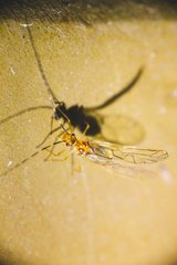 Stenopsocus