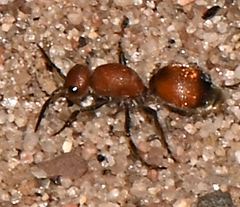 Dasymutilla nigripes