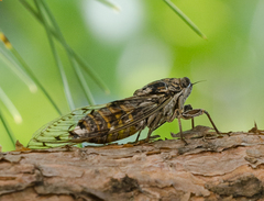 Cicada orni