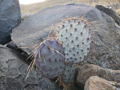 Opuntia macrocentra