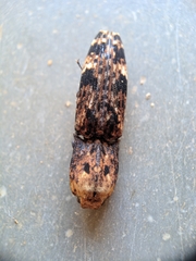 Cryptalaus alveolatus