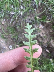 Emmenanthe penduliflora