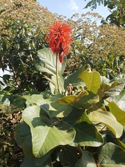 Erythrina abyssinica