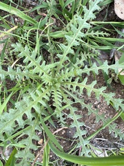 Emmenanthe penduliflora