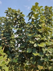 Erythrina abyssinica