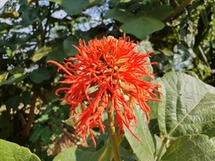 Erythrina abyssinica