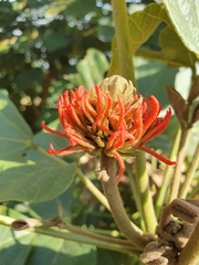 Erythrina abyssinica