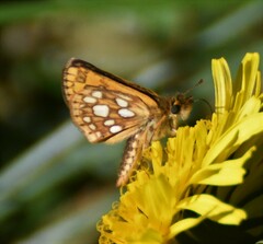 Carterocephalus mandan