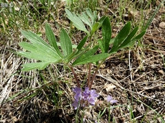 Hydrophyllum alpestre