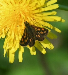 Carterocephalus mandan