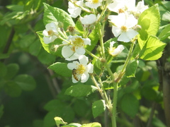 Episyrphus balteatus